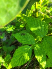 Cratichneumon