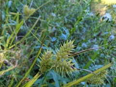 Carex lupulina