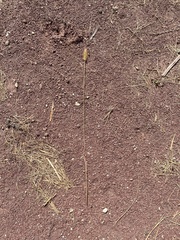 Setaria