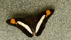 Adelpha paroeca