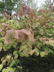 Cornus rugosa
