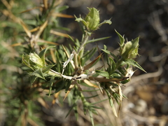 Hecastocleis shockleyi