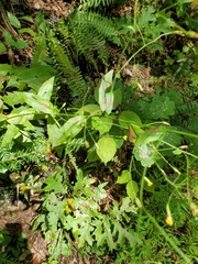 Hieracium paniculatum