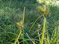 Carex lupulina