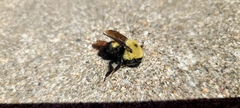 Bombus griseocollis