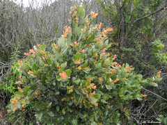 Cryptocarya alba