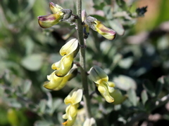 Crotalarieae