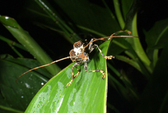 Polyrhaphis grandini