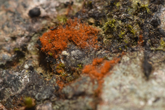 Trentepohlia