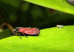 Mahanarva rubripennis