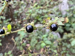Atropa belladonna