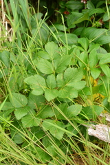 Angelica lucida