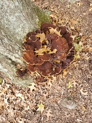 Fuscoporia