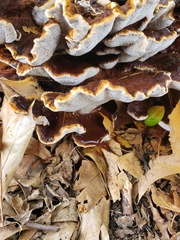 Fuscoporia