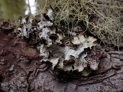 Platismatia norvegica