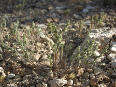 Lappula occidentalis cupulata
