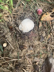 Hypomyces hyalinus