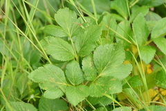 Angelica lucida