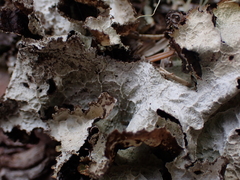 Platismatia norvegica