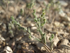 Lappula occidentalis cupulata