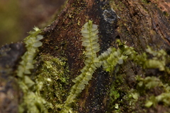Lophocolea bidentata