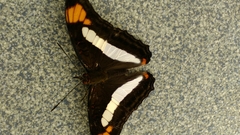 Adelpha paroeca
