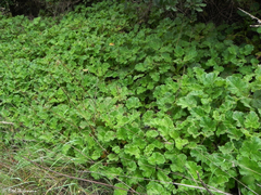 Francoa appendiculata