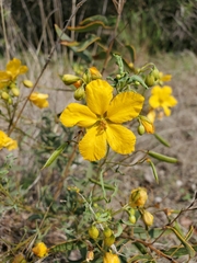 Senna roemeriana
