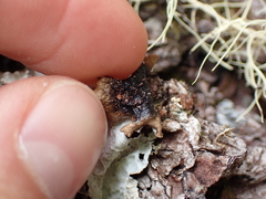 Platismatia norvegica