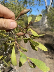 Hakea pedunculata
