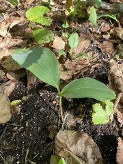Convallaria majalis