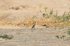 Oenanthe isabellina