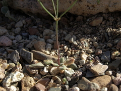 Eriogonum pusillum