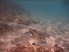Seriola dumerili