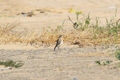 Oenanthe isabellina