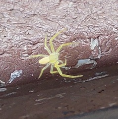 Philodromus rufus