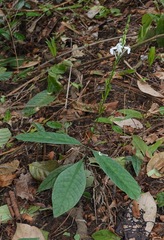 Pseuderanthemum