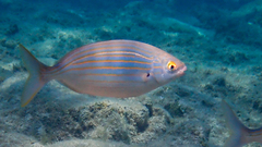 Sarpa salpa