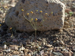Eriogonum pusillum