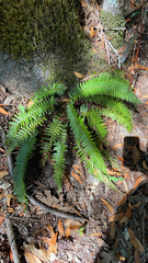 Polystichum imbricans