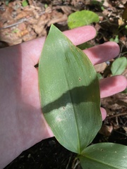 Convallaria majalis