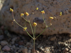 Eriogonum pusillum