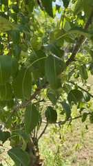 Pyrus communis