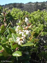 Gaultheria insana