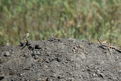 Oenanthe isabellina
