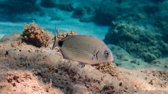Diplodus sargus