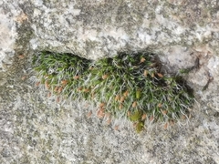 Grimmia