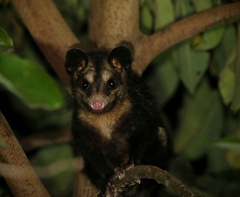 Didelphis aurita