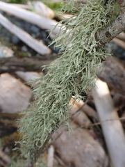 Ramalina farinacea