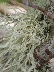 Ramalina farinacea